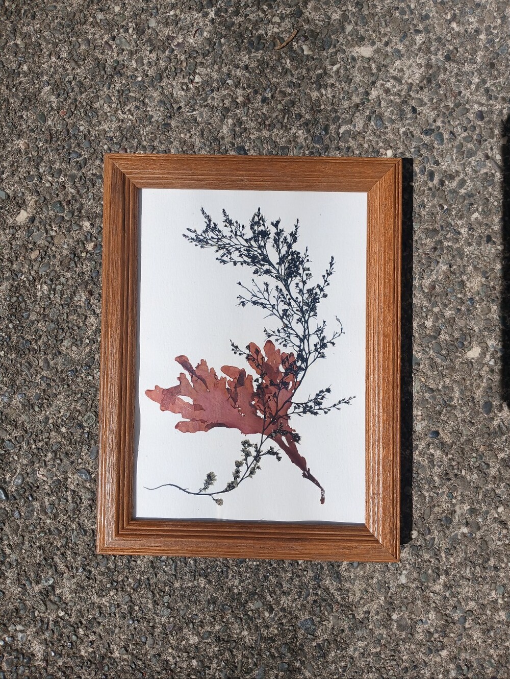 Black and Red Seaweed Pressing